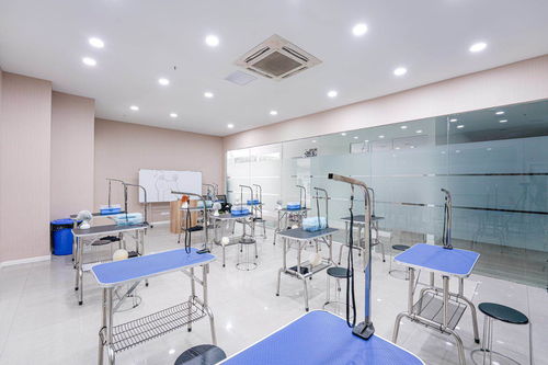 想成為寵物醫(yī)生或?qū)櫸锩廊輲焼幔苦藢櫷鯂?guó)寵物技術(shù)培訓(xùn)學(xué)校歡迎您